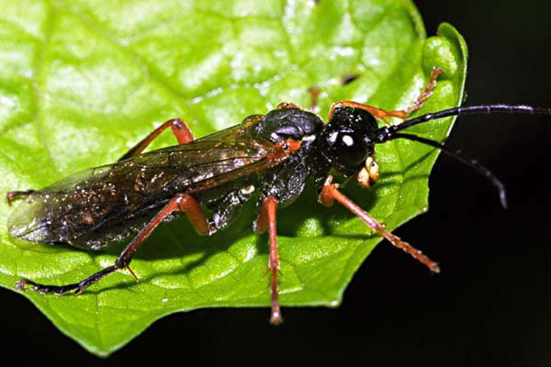 Sawflies and horntails : (Tenthredinidae) Tenthredo atra