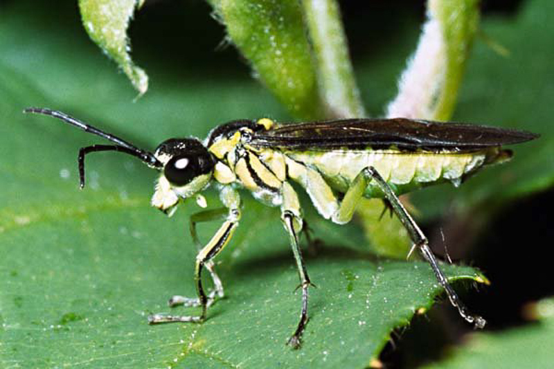 Sawflies and horntails : (Tenthredinidae) Tenthredo mesomela