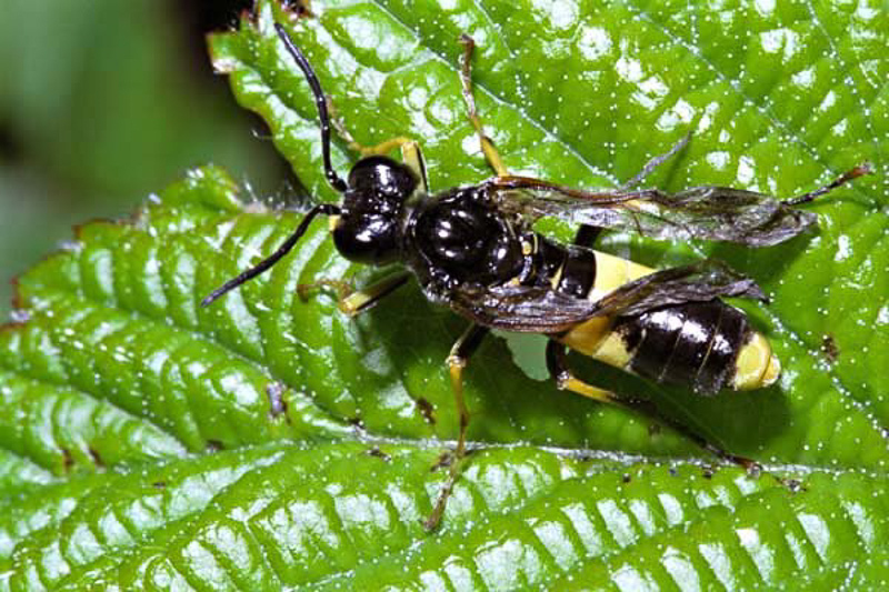 Sawflies and horntails : (Tenthredinidae) Tenthredo temula