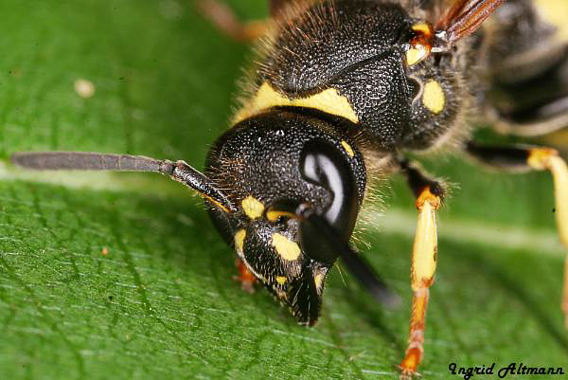 Aculeate Wasps : (Vespidae) Ancistrocerus nigricornis
