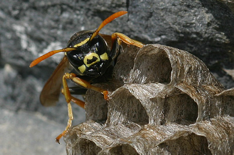 Aculeate Wasps : (Vespidae) Polistes atrimandibularis