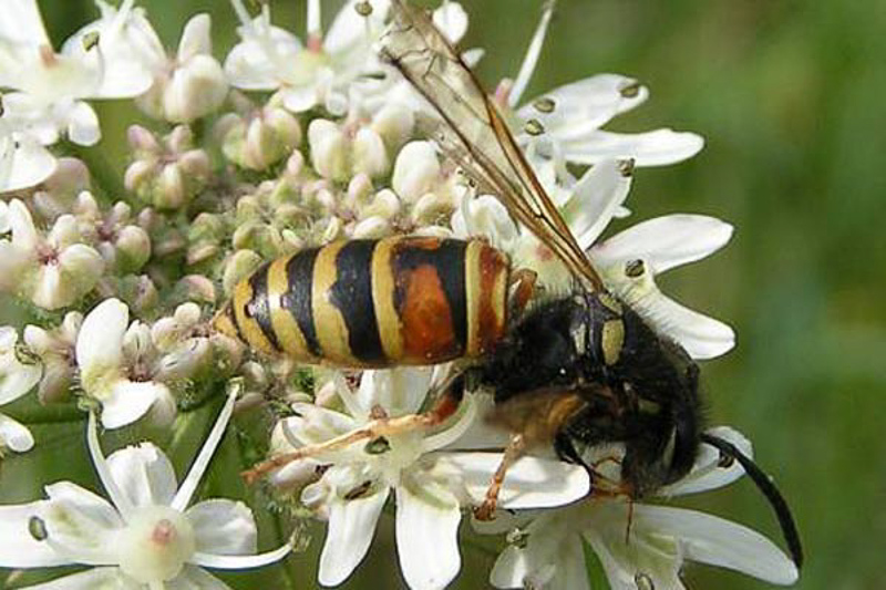 Aculeate Wasps : (Vespidae) Vespula rufa
