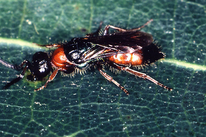Aculeate Wasps : (Chrysididae) Cleptes nitidulus