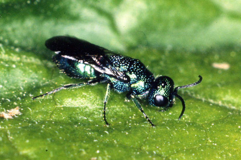 Aculeate Wasps : (Chrysididae) Philoctetes truncatus