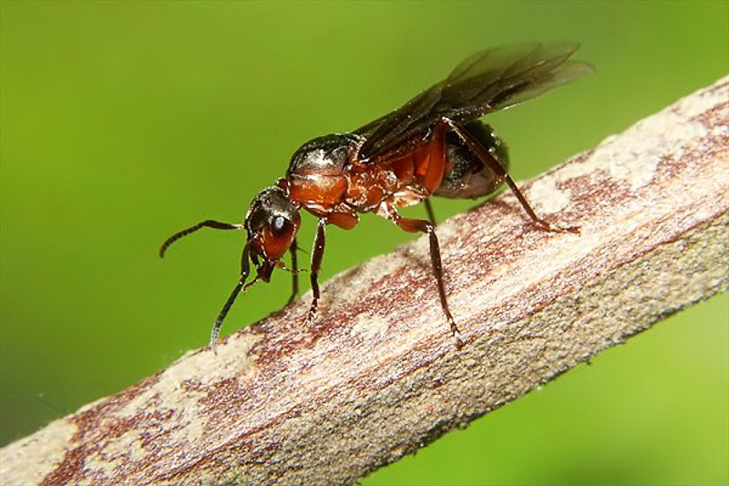 Ants : (Formicidae) Formica polyctena