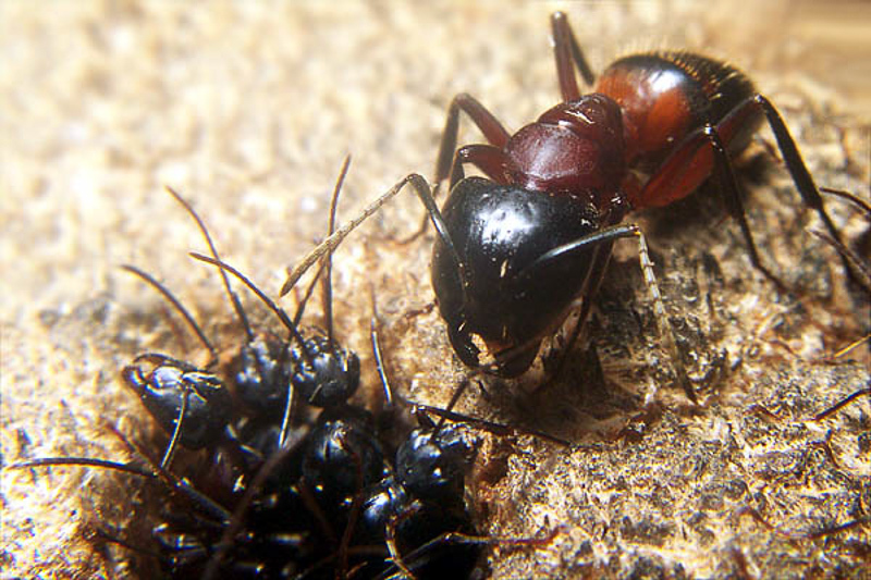 Ants : (Formicidae) Camponotus ligniperda
