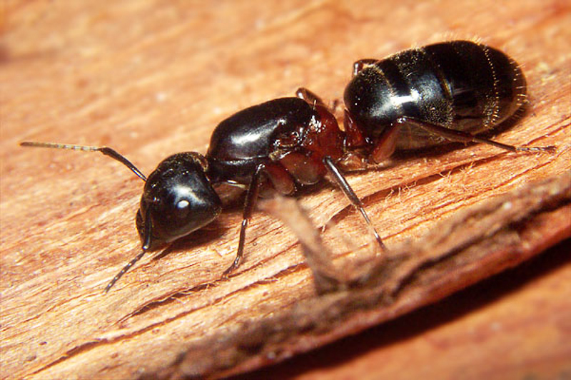 Ants : (Formicidae) Camponotus herculeanus
