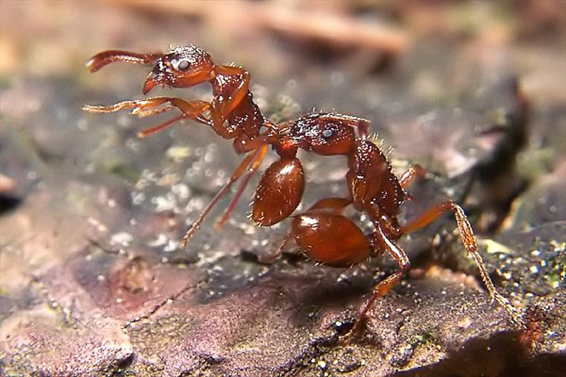 Ants : (Formicidae) Myrmica scabrinodis