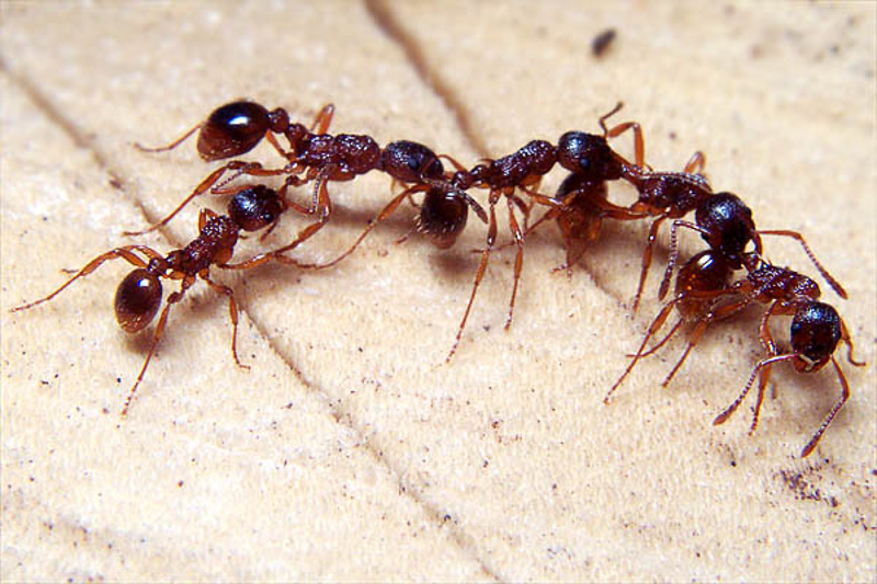 Ants : (Formicidae) Myrmica ruginodis