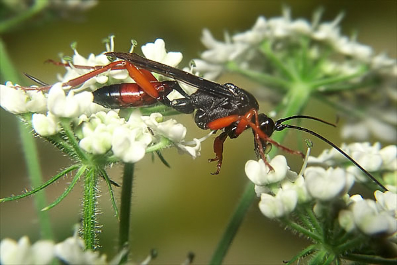 Ichneumonid and braconid wasps : (Ichneumonidae) Meringopus calescens
