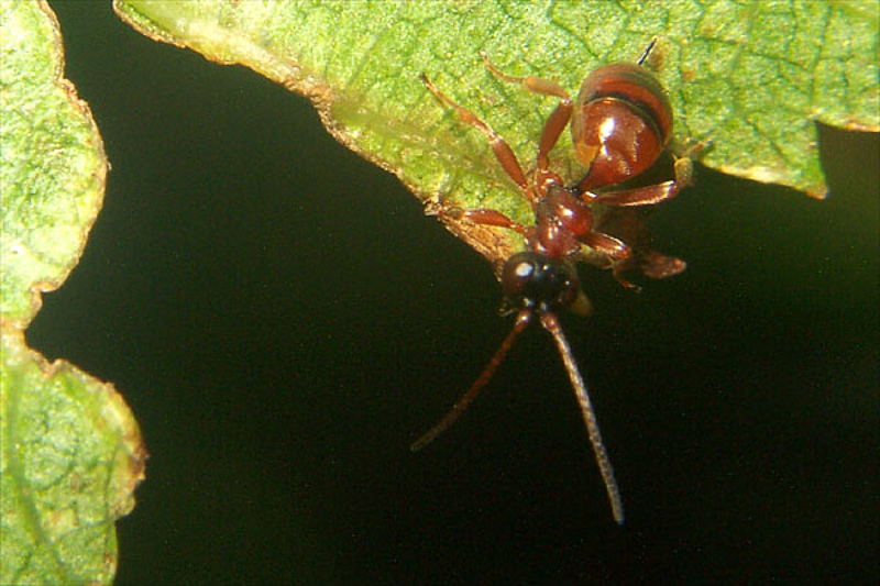 Ichneumonid and braconid wasps : (Ichneumonidae) Gelis proximus