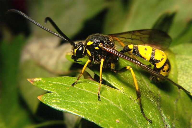 Ichneumonid and braconid wasps : (Ichneumonidae) Sphinctus serotinus