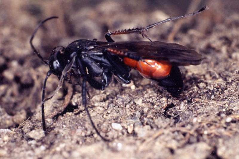 Aculeate Wasps : (Pompilidae) Priocnemis vulgaris