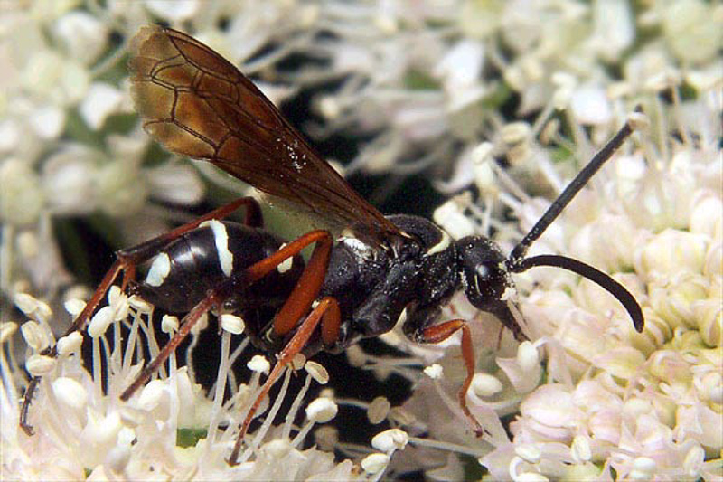 Aculeate Wasps : (Pompilidae) Ceropales maculata