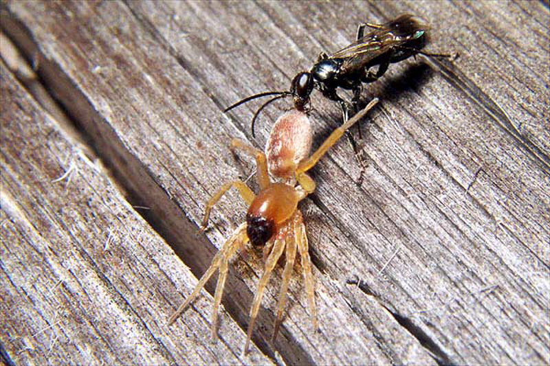 Aculeate Wasps : (Pompilidae) Dipogon subintermedius