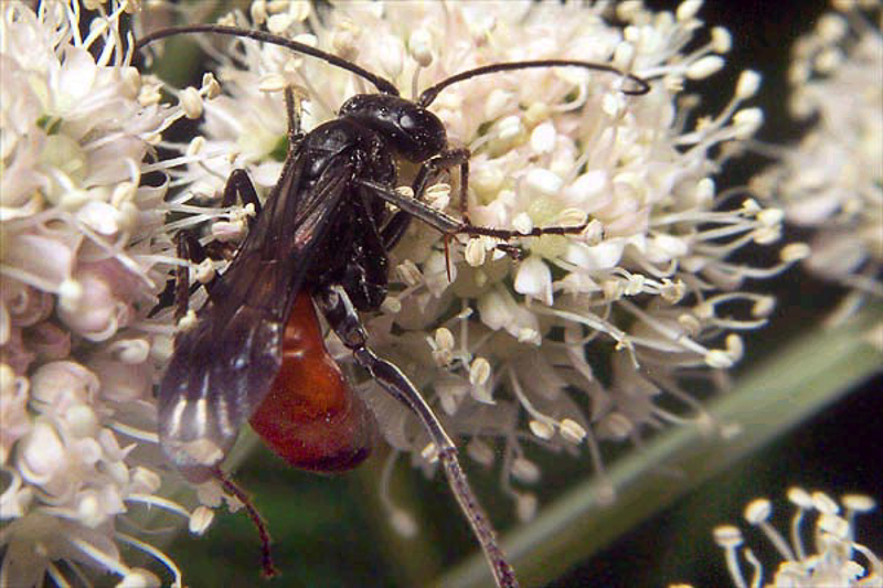 Aculeate Wasps : (Pompilidae) Priocnemis exaltata