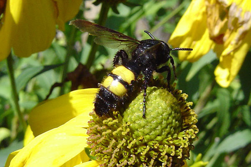Aculeate Wasps : (Scoliidae) Scolia hirta