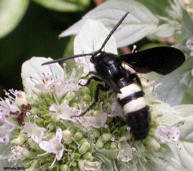 Aculeate Wasps : (Scoliidae) Scolia bicincta
