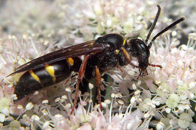 Aculeate Wasps : (Crabronidae) Argogorytes mystaceus