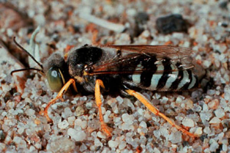 Aculeate Wasps : (Crabronidae) Bembix americana