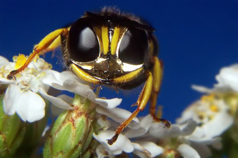Aculeate Wasps : (Crabronidae) Ectemnius ruficornis