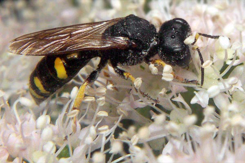 Aculeate Wasps : (Crabronidae) Ectemnius confinis