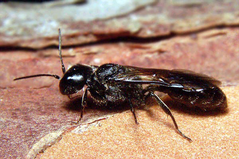 Aculeate Wasps : (Crabronidae) Pemphredon montana