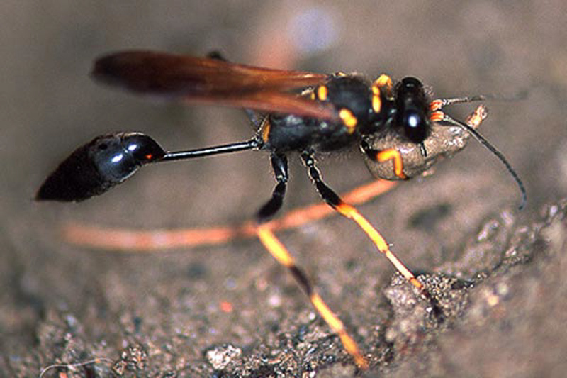 Aculeate Wasps : (Sphecidae) Sceliphron caementarium