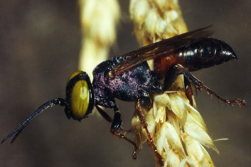 Aculeate Wasps : (Crabronidae) Tachysphex panzeri