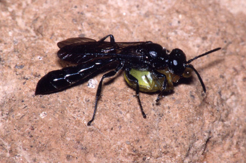 Aculeate Wasps : (Crabronidae) Trypoxylon figulus