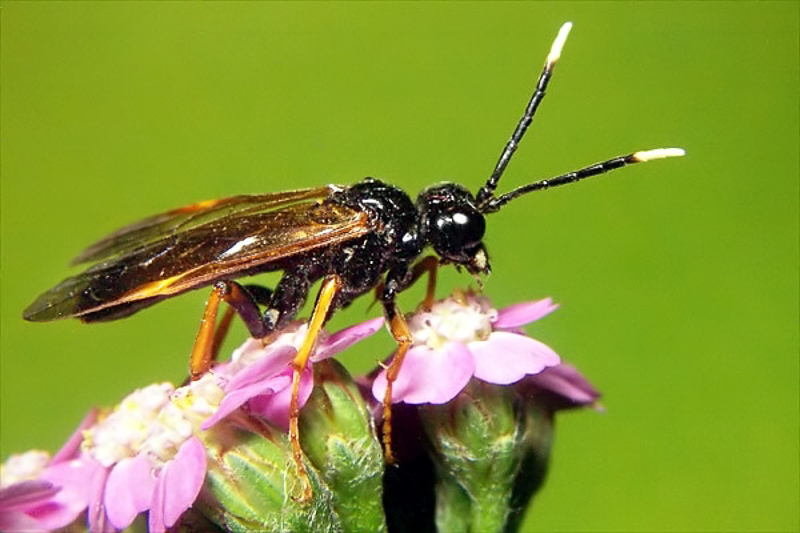 Sawflies and horntails : (Tenthredinidae) Tenthredo crassa