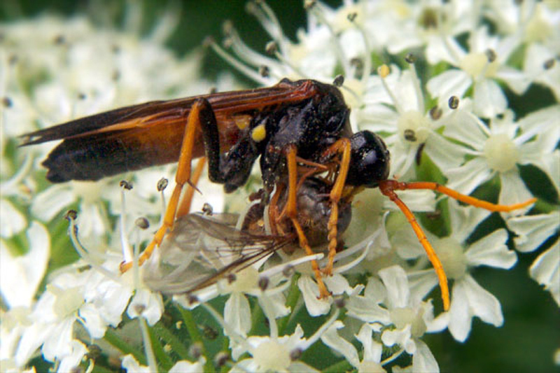Sawflies and horntails : (Tenthredinidae) Tenthredo campestris