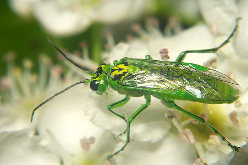 Sawflies and horntails : (Tenthredinidae) Rhogogaster viridis