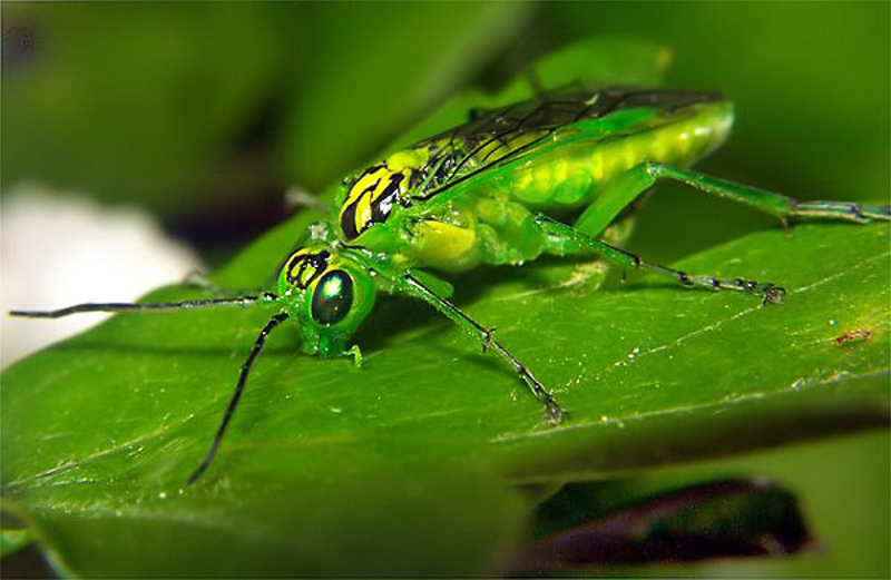 Sawflies and horntails : (Tenthredinidae) Rhogogaster viridis