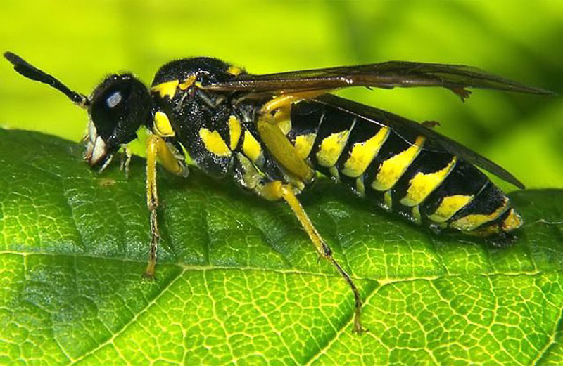 Sawflies and horntails : (Tenthredinidae) Tenthredo notha