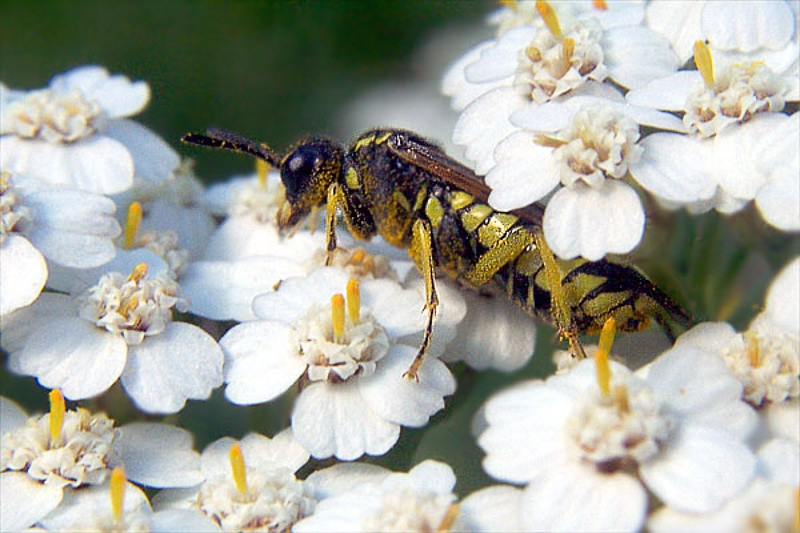 Sawflies and horntails : (Tenthredinidae) Tenthredo brevicornis