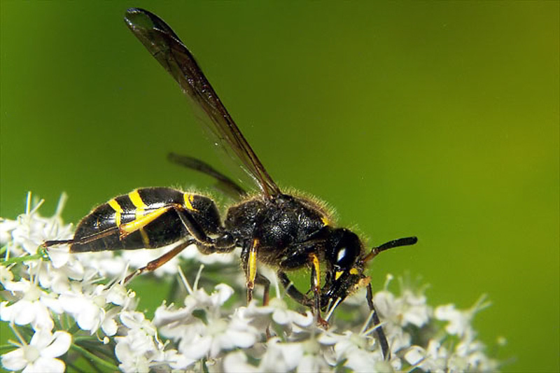 Aculeate Wasps : (Vespidae) Ancistrocerus antilope