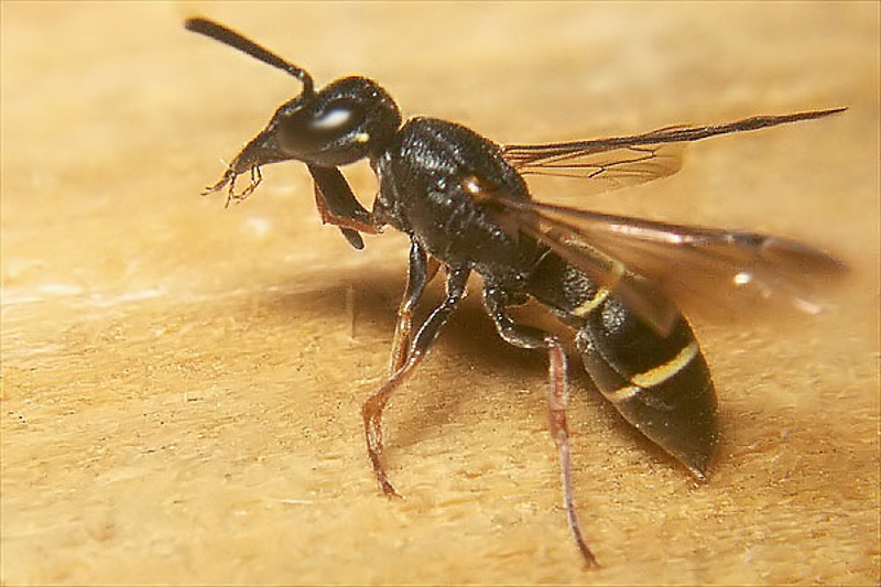 Aculeate Wasps : (Vespidae) Stenodynerus picticrus