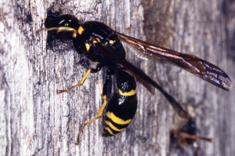 Aculeate Wasps : (Vespidae) Symmorphus crassicornis