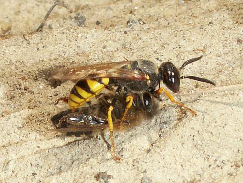 Aculeate Wasps : (Crabronidae) Philanthus triangulum