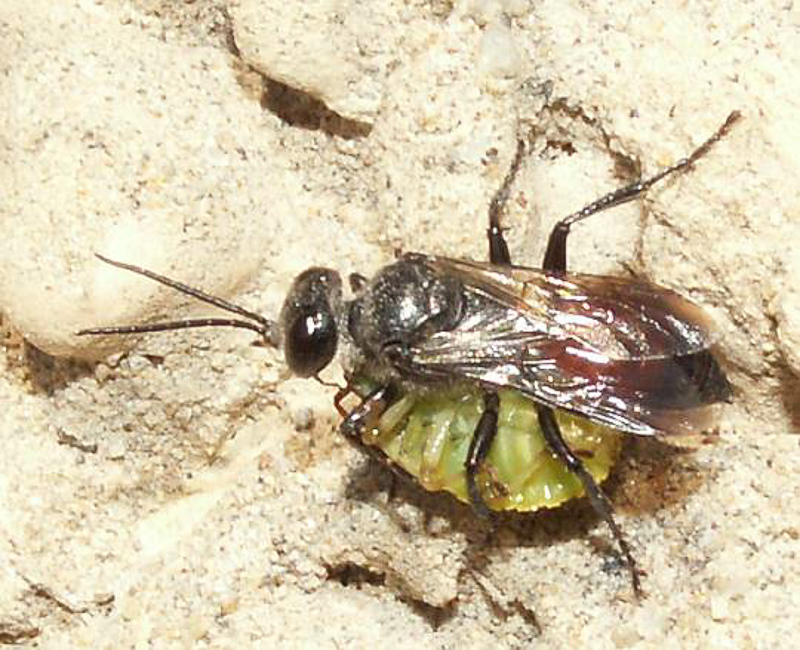 Aculeate Wasps : (Crabronidae) Astata boops