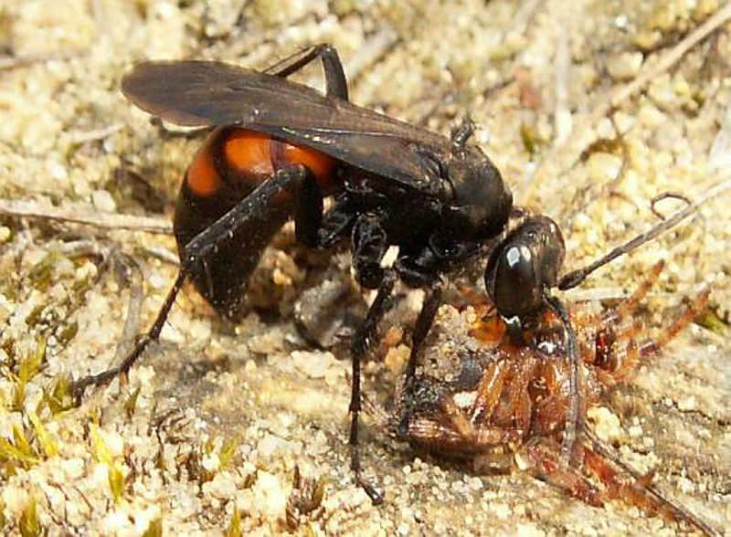 Aculeate Wasps : (Pompilidae) Anoplius viaticus