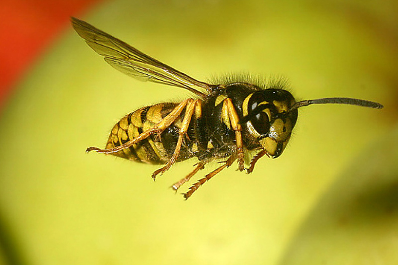 Aculeate Wasps : (Vespidae) Vespula vulgaris