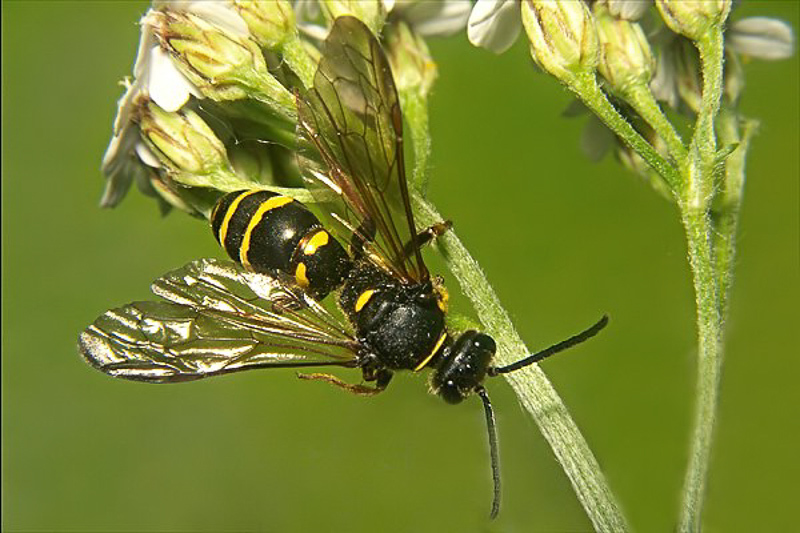 Aculeate Wasps : (Crabronidae) Argogorytes mystaceus