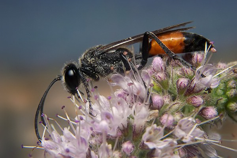 Aculeate Wasps : (Sphecidae) Sphex funerarius