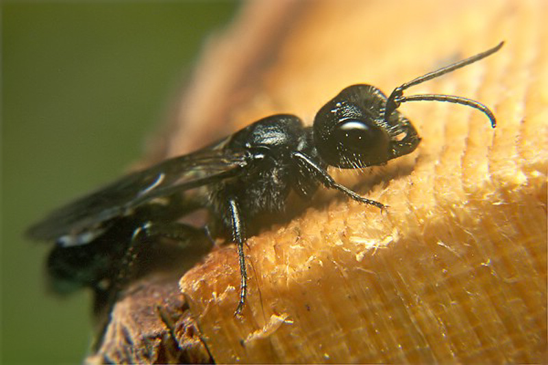 Aculeate Wasps : (Crabronidae) Pemphredon lugens