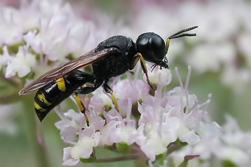 Aculeate Wasps : (Crabronidae) Ectemnius continuus