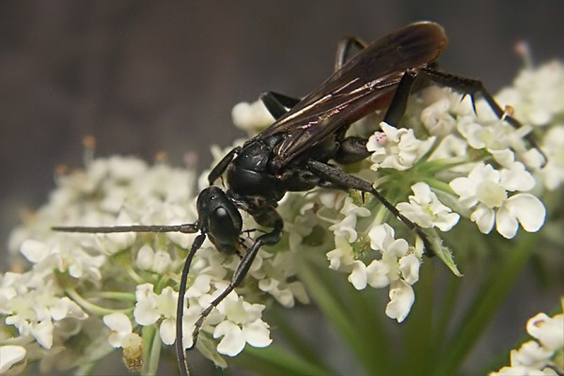 Aculeate Wasps : (Pompilidae) Cryptocheilus notatus