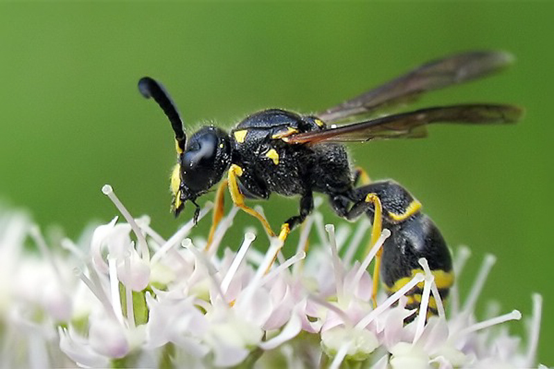Aculeate Wasps : (Vespidae) Ancistrocerus gazella