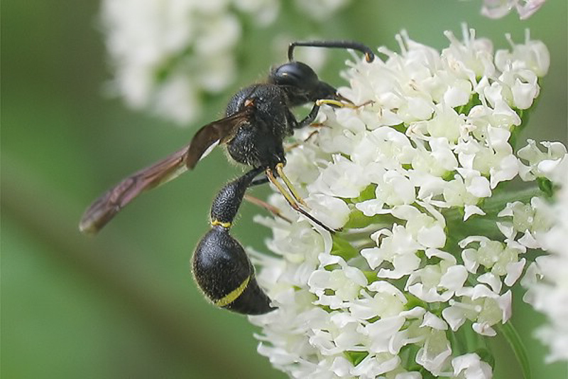 Aculeate Wasps : (Vespidae) Eumenes coronatus